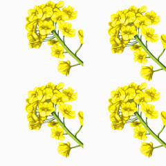 手绘油菜花黄色花朵