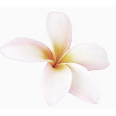 绽放的兰花花瓣