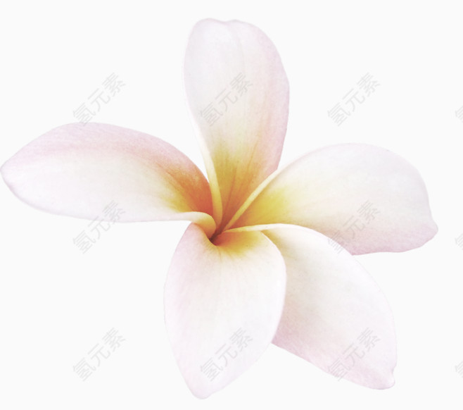 绽放的兰花花瓣