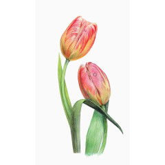 小清新彩绘花朵