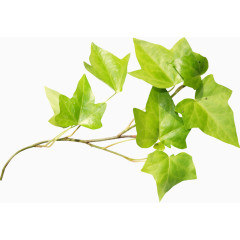 树叶底纹元素绿色树叶图片素材