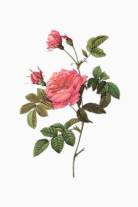 花卉