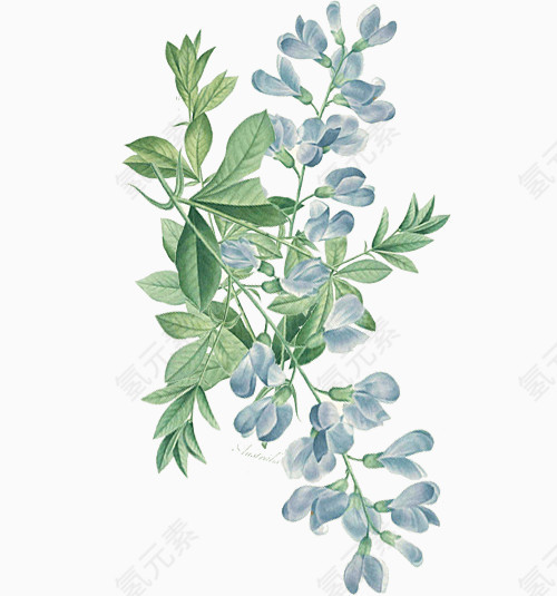 手绘花卉植物