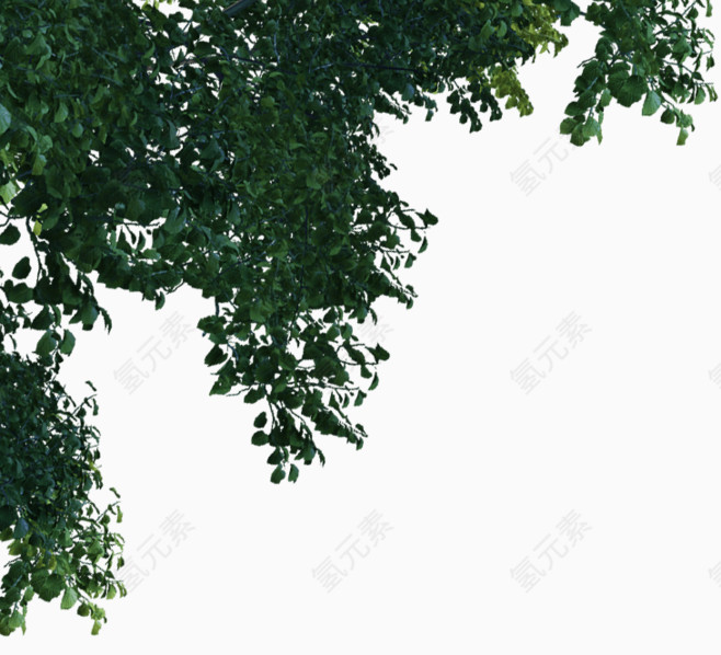 树叶