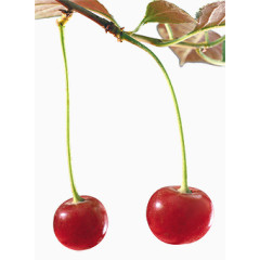 鲜花元素花朵海报背景