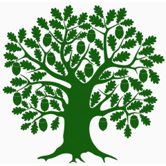 硕果累累的松树