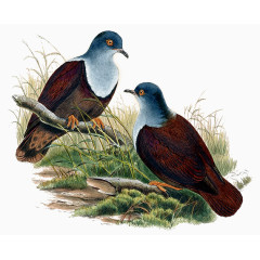 古风唯美插画小鸟