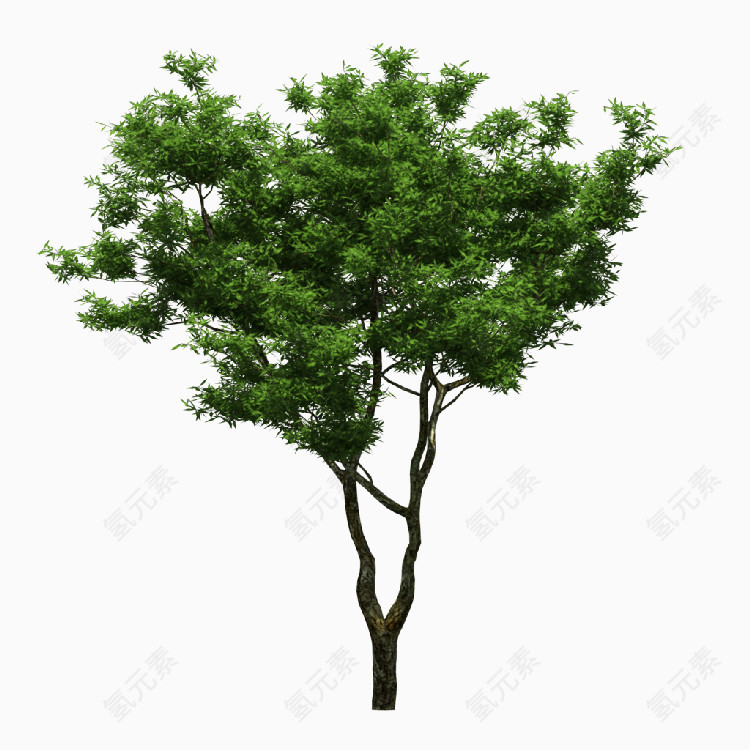 绿色的树
