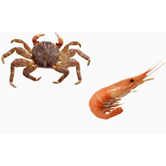 龙虾螃蟹素材
