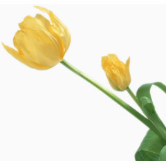 黄色郁金香
