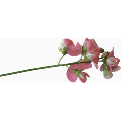 粉色花枝