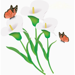 手绘白色喇嘛花矢量图