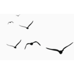 简约矢量飞翔小鸟