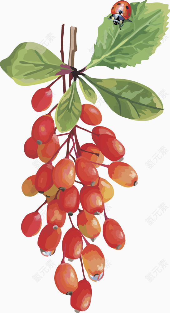 水果矢量图葡萄红枣