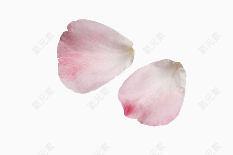 两片粉色玫瑰花瓣