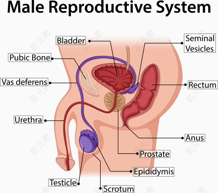 矢量男士生殖结构