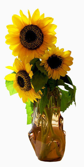 向日葵插花