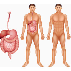 矢量男人和内脏