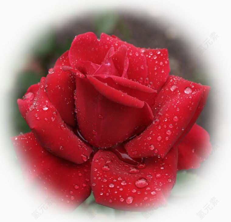 红色玫瑰花
