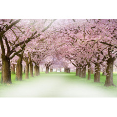 樱花节樱花大道