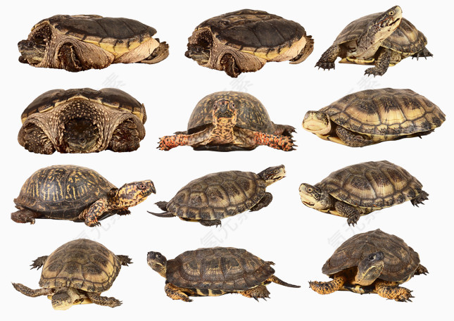 各种角度的乌龟