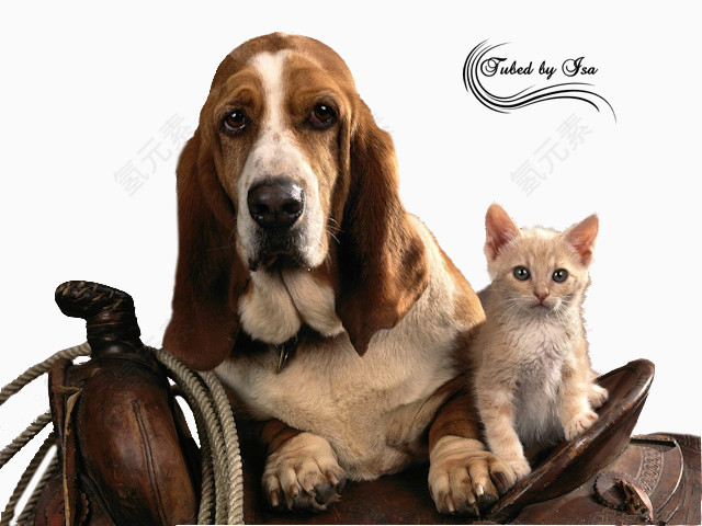 小狗和猫猫