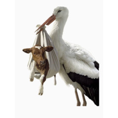 天鹅与牛的故事