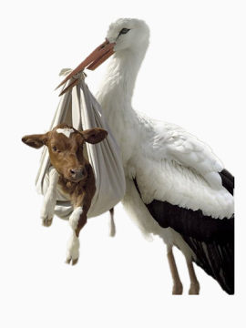 天鹅与牛的故事