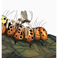 毛毛虫放大效果图