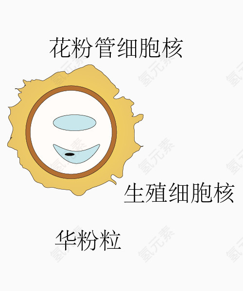 被子华粉发育过程