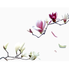 玉兰花免抠图片素材