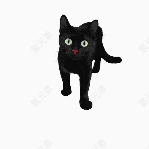 黑色红鼻头猫咪