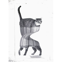 扭曲猫