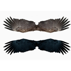 一对老鹰的翅膀