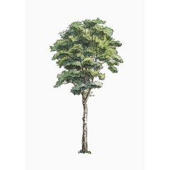 手绘白杨树免抠素材