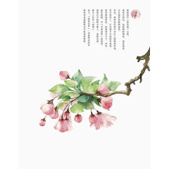 粉红色海棠花