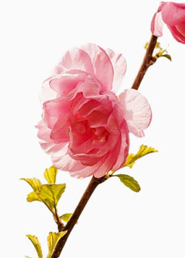 美丽的樱花