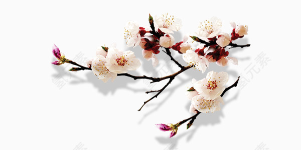 中国风桃花树枝简约图片