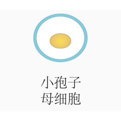 被子华粉发育过程