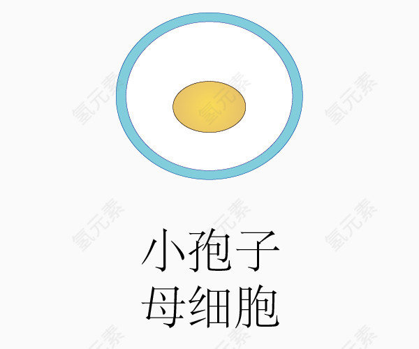 被子华粉发育过程