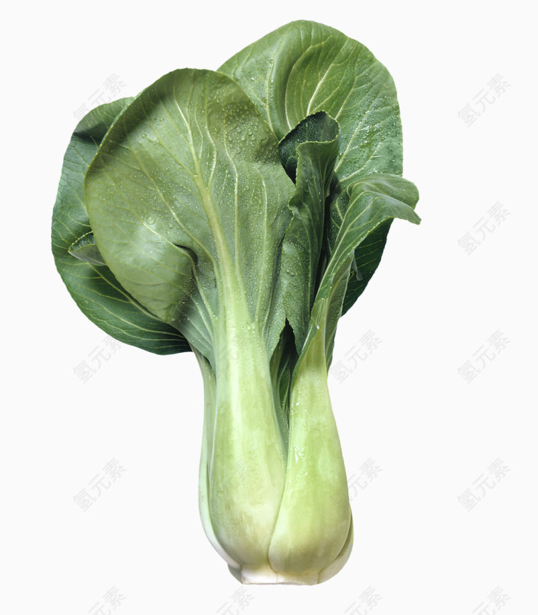 绿色青菜