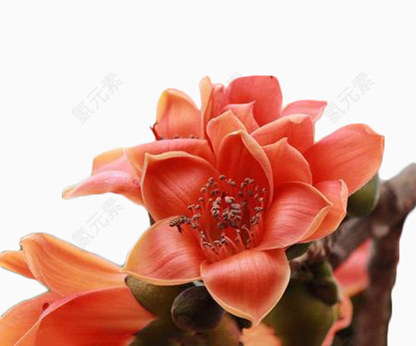 橙色并蒂木棉花