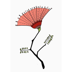 合欢花插画插画手绘花卉