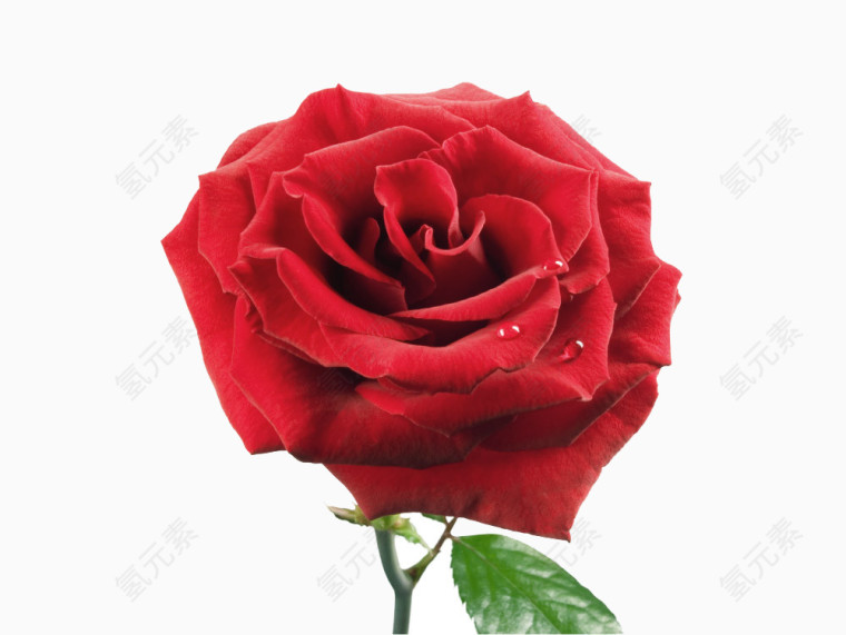 一朵美丽的玫瑰花