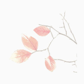 粉色梦幻叶子