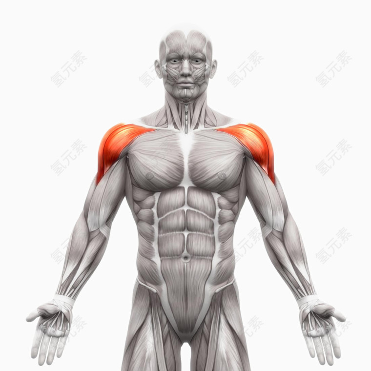 人体肌肉组织分布