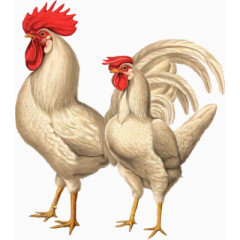 手绘白色大公鸡