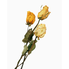黄色玫瑰干花束