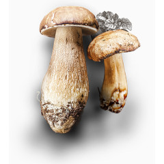 高清黄色山蘑菇海报