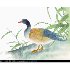 池塘边的野鸭